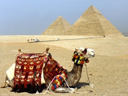 Египтяне прогонят верблюдов
