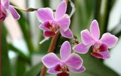Туристов приглашает тайваньский «Мир орхидей»