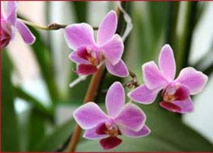 Туристов приглашает тайваньский «Мир орхидей»