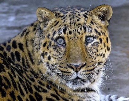 Экологи просят «Газпром» оставить леопардов в покое