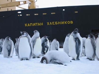 Круиз вокруг Антарктиды закончился ледяным пленом