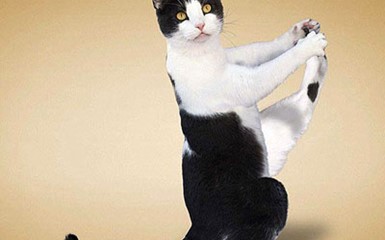 В Китае вошла в моду кошачья йога