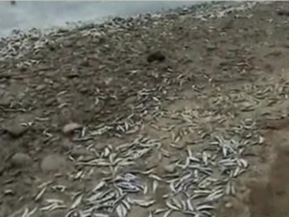 Главный пляж Бали завалило тухлой рыбой