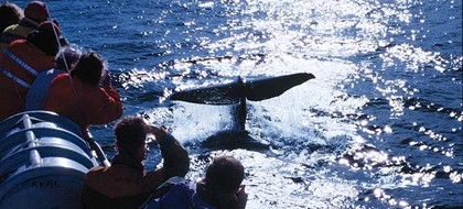 В Южной Корее будут устраивать китовые сафари