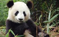 Панда из зоопарка Пекина снова покусала туриста