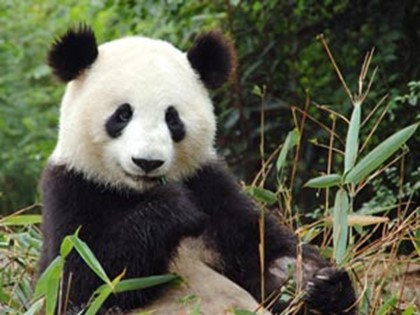 Панда из зоопарка Пекина снова покусала туриста