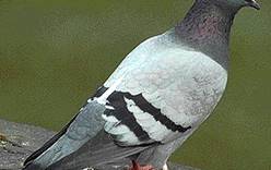Таможенники нашли в штанах у туриста живых голубей