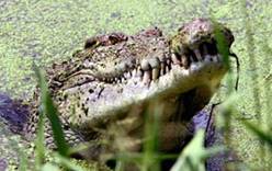 В австралийских городах обосновались крокодилы