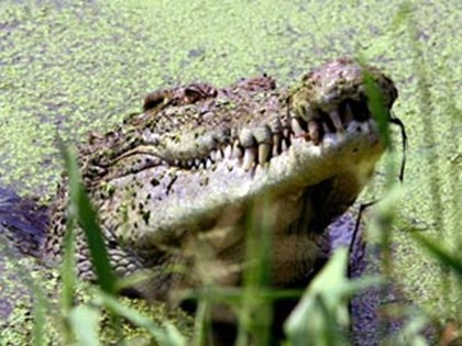 В австралийских городах обосновались крокодилы