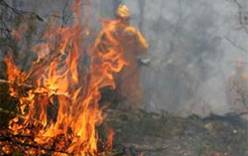 Лесные пожары в Австралии уничтожают все на своем пути