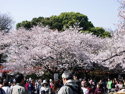 Японские синоптики отказались предсказывать начало цветения сакуры