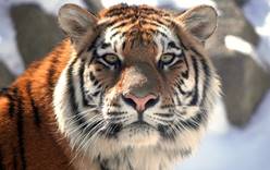 В зоопарках Китая торгуют тигриными усами