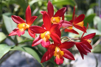 В Израиле открыли гигантский парк орхидей
