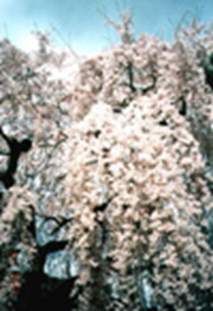Праздник цветения сакуры наступает в Японии