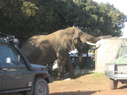 Слон протащил 50 метров на бивнях автомобиль с туристами