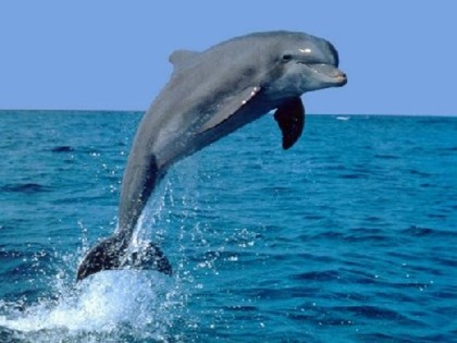 У берегов Занзибара туристов просят держаться от дельфинов подальше