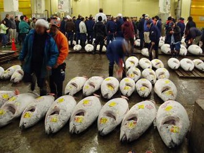 Туристов прогнали с токийской рыбной биржи