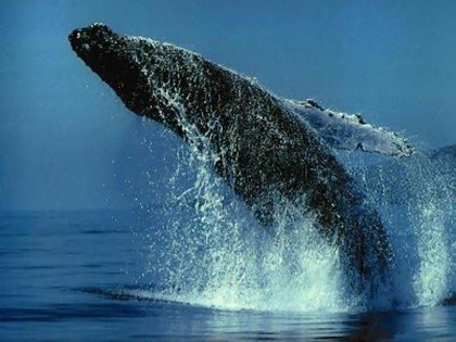У берегов Сардинии поселились ручные киты