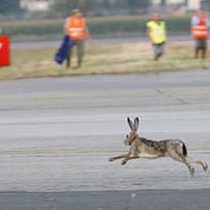 В аэропорту Милана заяц врезался в шасси самолета