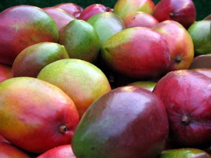 Конец апреля - начало сезона манго