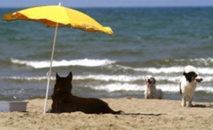 Италия приглашает на «собачьи» пляжи