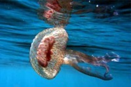 Средиземноморское побережье Израиля подвергается нашествию медуз