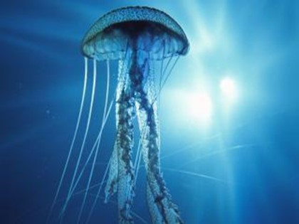 Нашествие медуз в Средиземном море