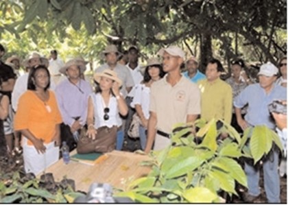 В Доминикане для туристов открыли «шоколадный тур» на плантации какао