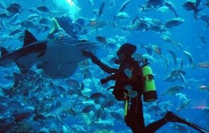Дубайский аквариум предлагает новую дайвинг программу