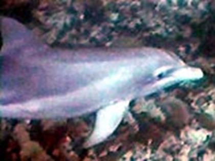 Выставка картин дельфинов открылась в музее Мирового океана