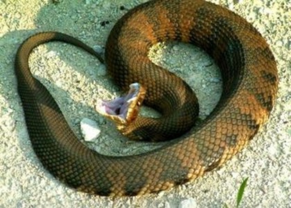 На территории Марриотта туриста укусила змея