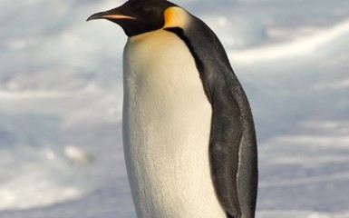 В Новой Зеландии лечат пингвина-путешественника