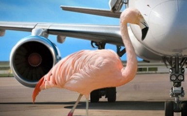 Розовый фламинго терроризировал аэропорт 5 часов