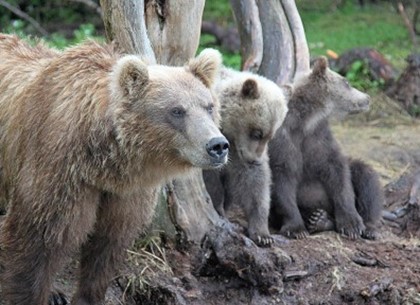 Медведей напавших на туристку пришлось застрелить