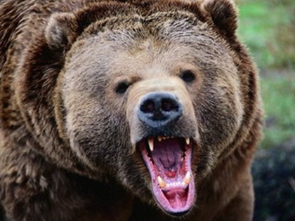 Из-за туристов убили еще одного медведя