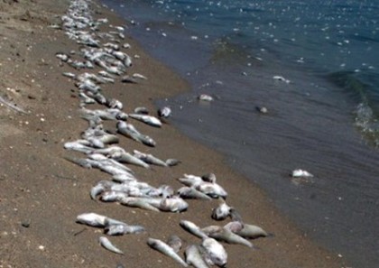 Рыба выбрасывается из Азовского моря