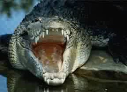 Женщина выжила после укуса крокодила в шею