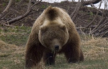 Медведи Якутии начали охоту на оленеводов