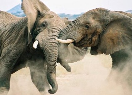 Дикие слоны убили двух человек в Непале