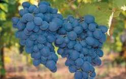Пражский град приглашает на Праздник сбора винограда