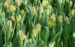 В Голландии пройдет ежегодная ярмарка тюльпанов