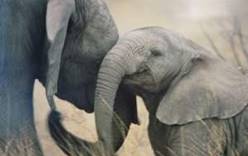 На Шри-Ланке посчитали своих слонов