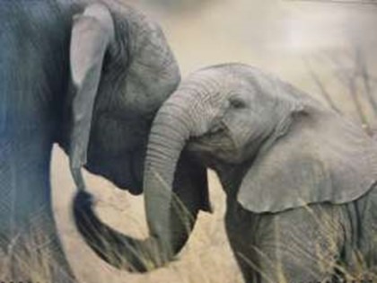 На Шри-Ланке посчитали своих слонов