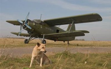 Собаки не дали самолету приземлиться