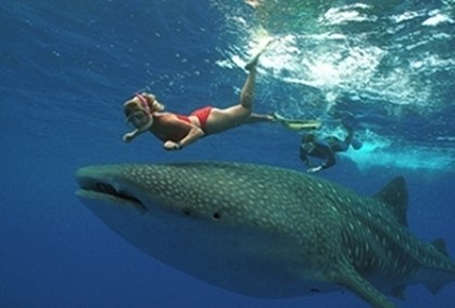 Возле Маршалловых островов создан крупнейший в мире акулий заповедник