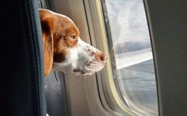 Авиакомпании объединились в любви к животным