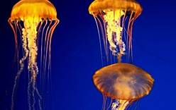 Воду в Израиле отравляют медузы