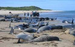 Десятки мертвых дельфинов нашли на пляже Новой Зеландии