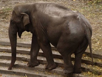 Слониха погибла в зоопарке Сан-Диего