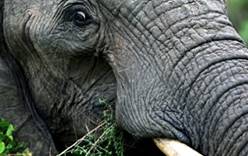 Одессита в Таиланде задавил гигантский слон